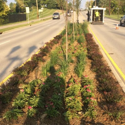 Plants in Median